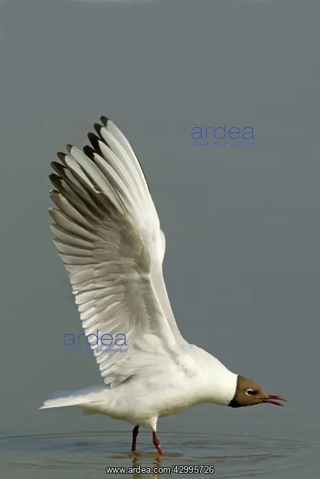 : Black-headed Gull - stretching wings : Black-headed Gull - stretching wings