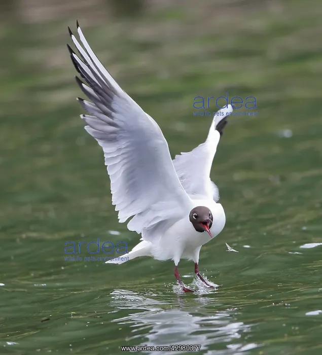 : Black-headed Gull - swooping to catch Mayfly : Black-headed Gull - swooping to catch Mayfly