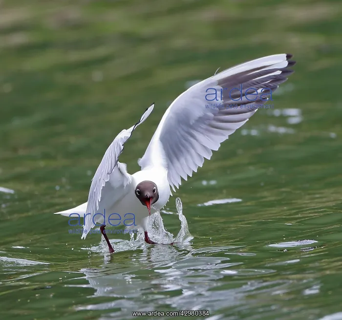  : Black-headed Gull - swooping to catch Mayfly