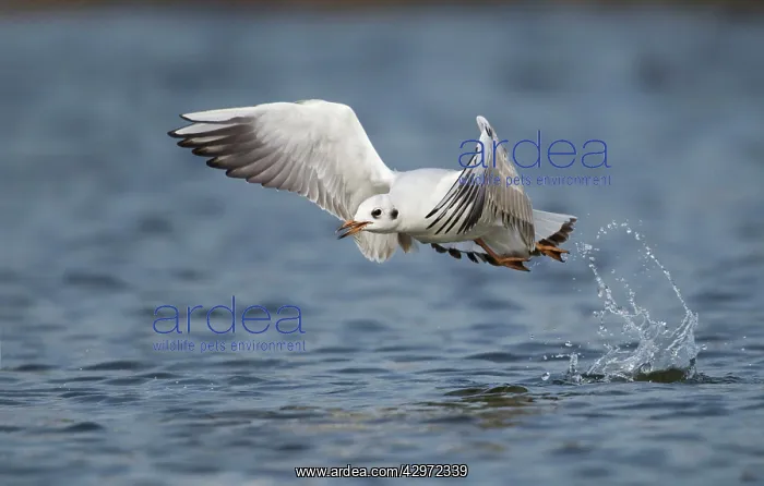 : Black-headed Gull - taking off and leaving a water : Black-headed Gull - taking off and leaving a water
