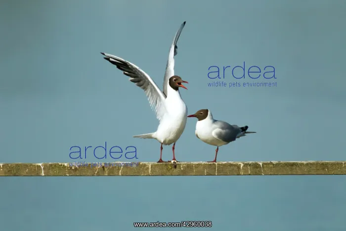: Black-headed Gull - unsuccessful attempt at mating : Black-headed Gull - unsuccessful attempt at mating