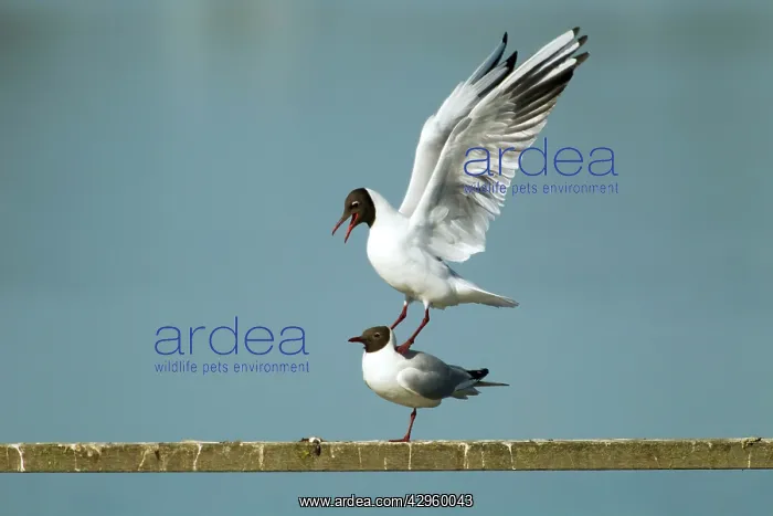 : Black-headed Gull - unsuccessful attempt at mating : Black-headed Gull - unsuccessful attempt at mating