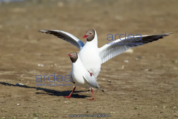 : Black-headed Gull - unsuccessful attempt at mating : Black-headed Gull - unsuccessful attempt at mating