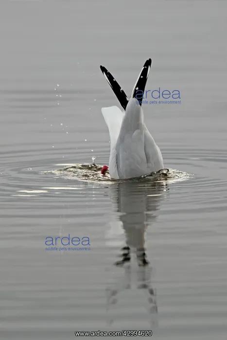 : Black Headed Gull - upturned in the water Holy Island : Black Headed Gull - upturned in the water Holy Island