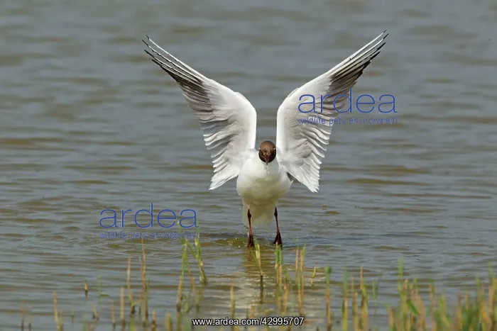 : Black-headed Gull - washing : Black-headed Gull - washing