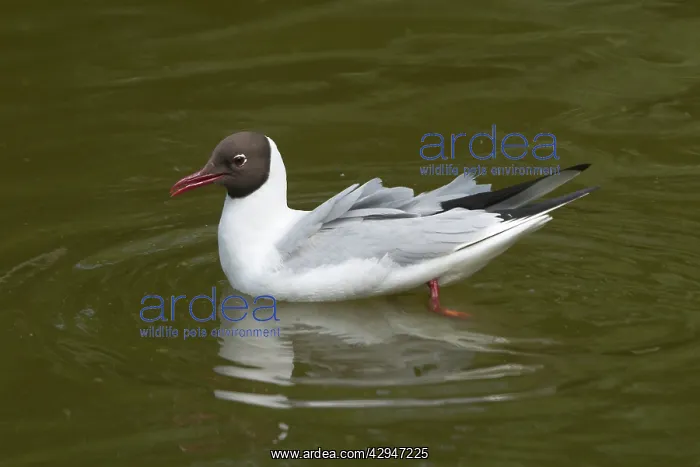 : Black-headed Gull - in water : Black-headed Gull - in water