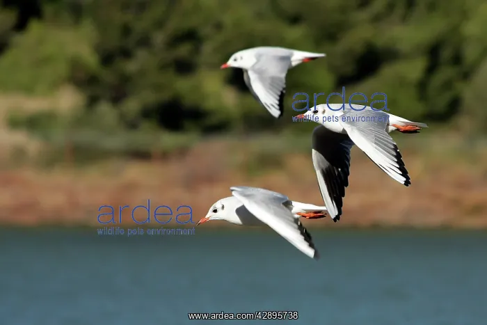 : Black-headed Gull - in winter : Black-headed Gull - in winter
