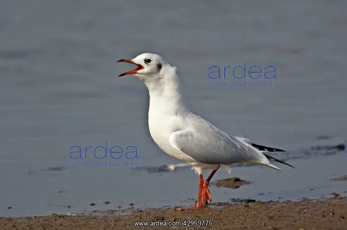 : Black-headed Gull - in winter plumage calling : Black-headed Gull - in winter plumage calling