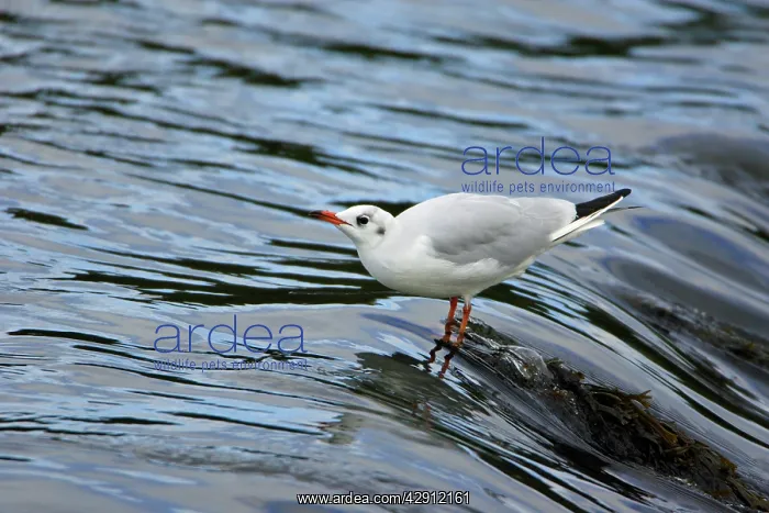 : Black-headed Gull - with winter plumage, drinking from river : Black-headed Gull - with winter plumage, drinking from river