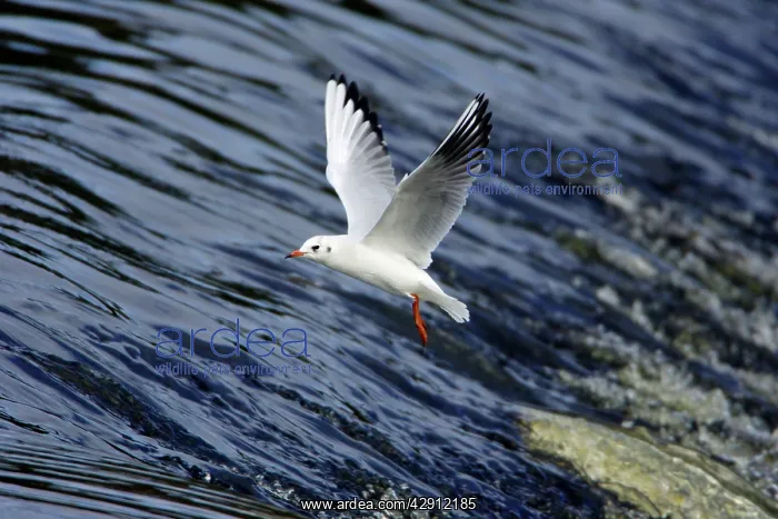 : Black-headed Gull - with winter plumage, flying : Black-headed Gull - with winter plumage, flying