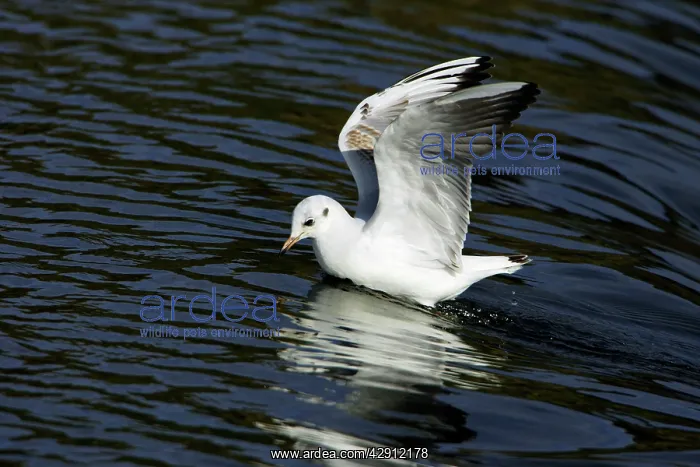 : Black-headed Gull - with winter plumage, landing on river : Black-headed Gull - with winter plumage, landing on river