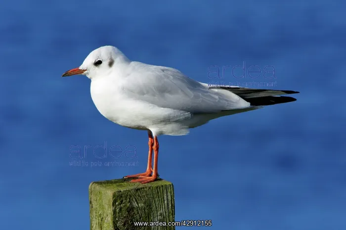 : Black-headed Gull - with winter plumage, sitting on post : Black-headed Gull - with winter plumage, sitting on post