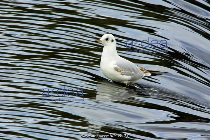 : Black-headed Gull - with winter plumage, sitting in river : Black-headed Gull - with winter plumage, sitting in river