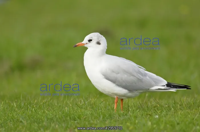 : Black-headed Gull - in winter plumage standing : Black-headed Gull - in winter plumage standing