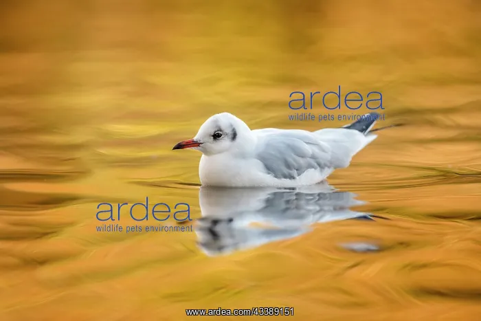 : Black Headed Gull - Winter Plumage - By Yellow Boat - UK : Black Headed Gull - Winter Plumage - By Yellow Boat - UK