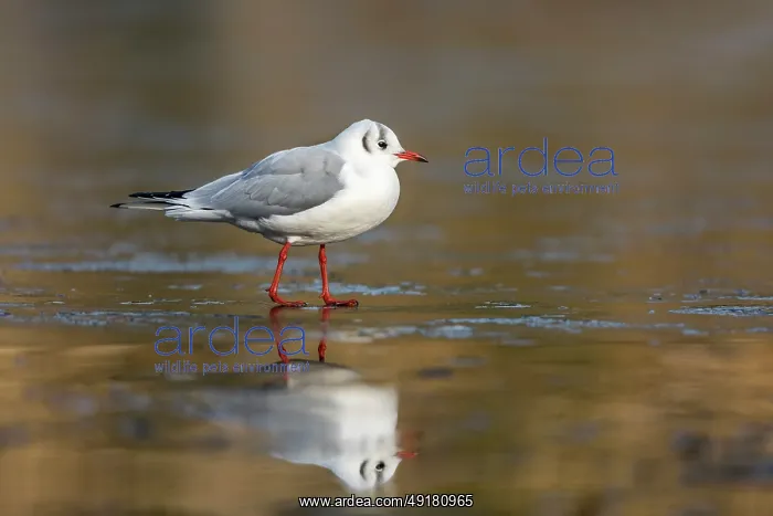  : Black Headed Gull - Winter - UK