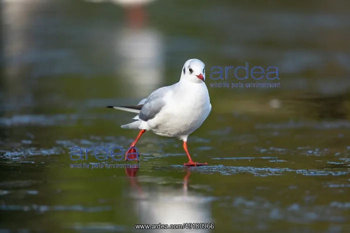  : Black Headed Gull - Winter - UK