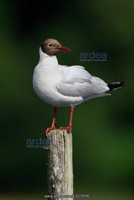 : Black-headed gull on a wooden post, Semblan cay : Black-headed gull on a wooden post, Semblan cay