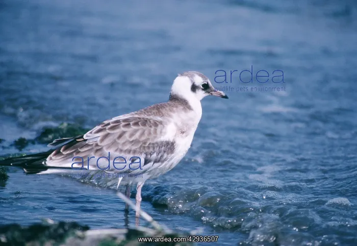 : Black-headed Gull - young at water's edge : Black-headed Gull - young at water's edge