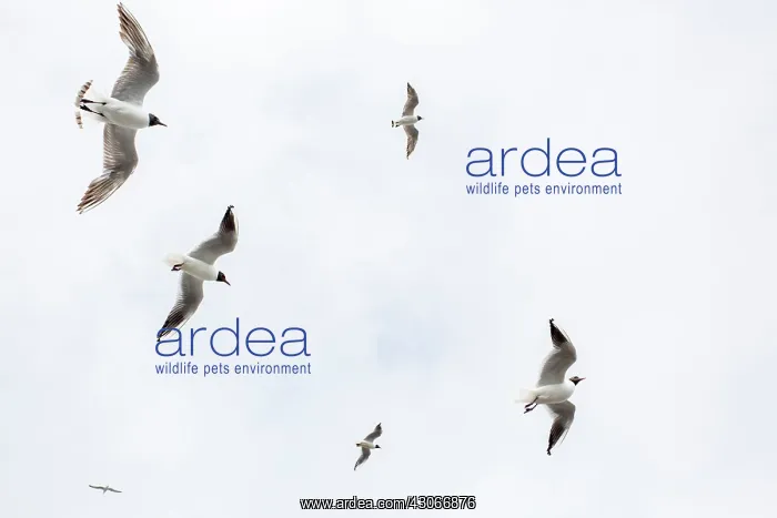 : Black-headed Gulls (Chroicocephalus ridibundus) : Black-headed Gulls (Chroicocephalus ridibundus)