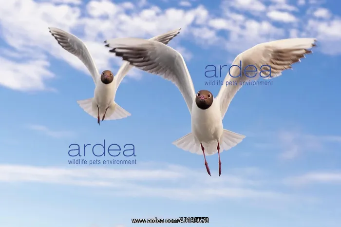 : Black-headed gulls (Chroicocephalus ridibundus) : Black-headed gulls (Chroicocephalus ridibundus)