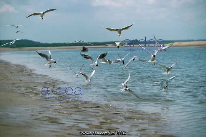 : BLACK-HEADED GULLS - diving for fish, at shoreline : BLACK-HEADED GULLS - diving for fish, at shoreline
