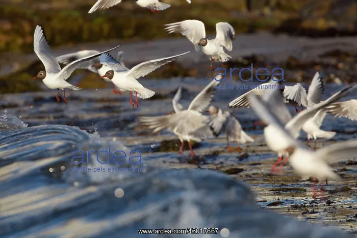 : Black Headed Gulls in flight feeding : Black Headed Gulls in flight feeding