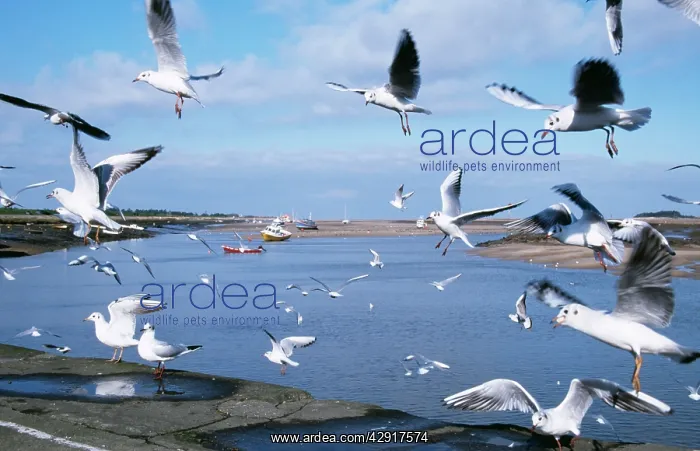 : Black-headed GULLS - flock : Black-headed GULLS - flock