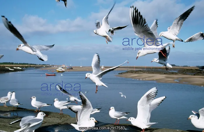 : Black-headed GULLS - flock in flight : Black-headed GULLS - flock in flight