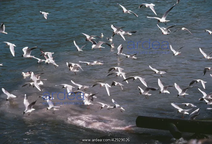 : Black-headed GULLS - flock in flight : Black-headed GULLS - flock in flight