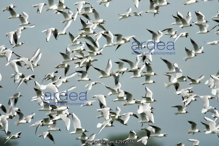 : Black-headed Gulls - flock flying over nesting colony : Black-headed Gulls - flock flying over nesting colony