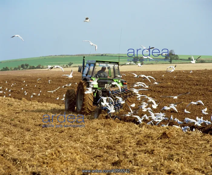 : Black-headed GULLS - flock following plough : Black-headed GULLS - flock following plough