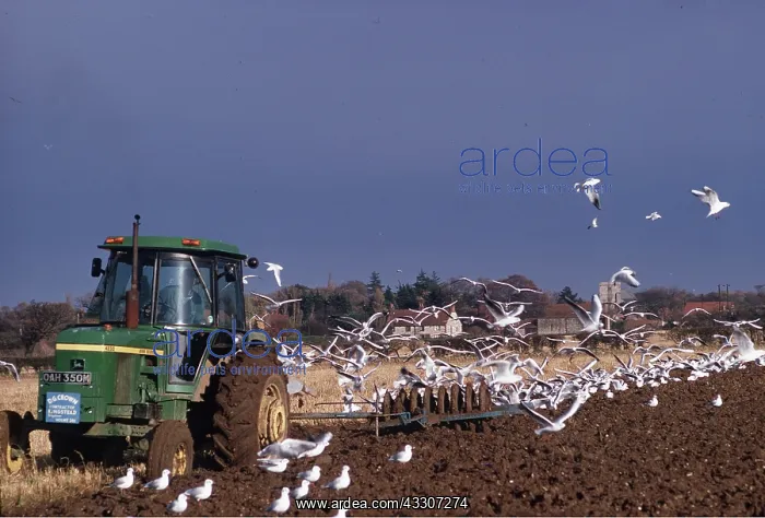 : BLACK-HEADED GULLS - following tractor : BLACK-HEADED GULLS - following tractor