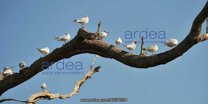 : Black-headed gulls grooming on a branch moulting : Black-headed gulls grooming on a branch moulting