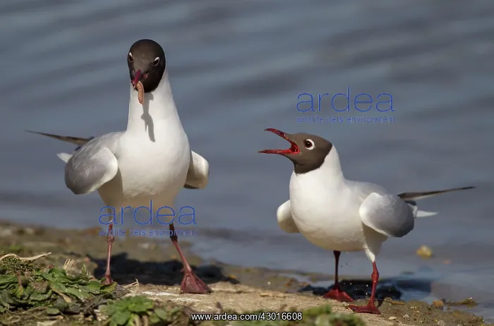 : Black-Headed Gulls male with food for female April : Black-Headed Gulls male with food for female April