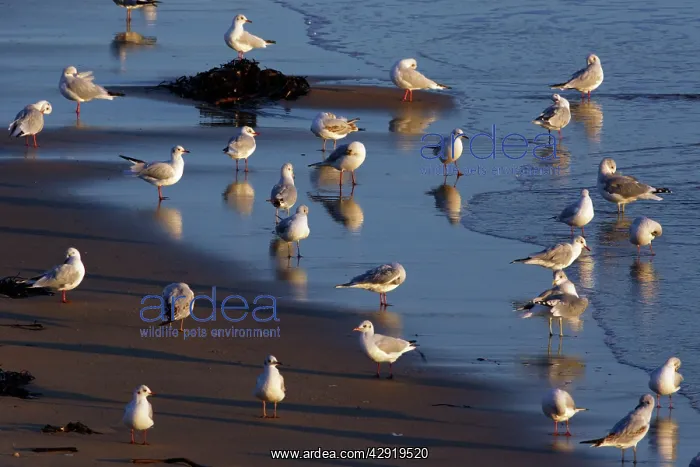 : Black-headed Gulls - resting on seashore, in autumn : Black-headed Gulls - resting on seashore, in autumn