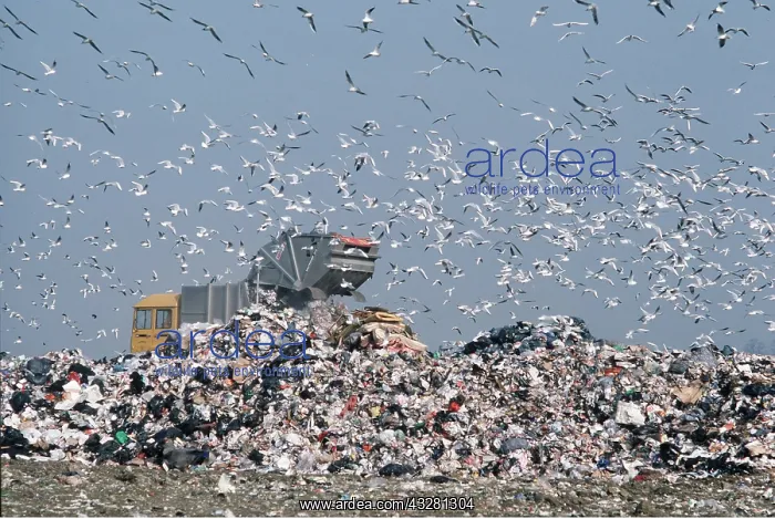 : BLACK-HEADED GULLS - Scavenging at rubbish tip : BLACK-HEADED GULLS - Scavenging at rubbish tip