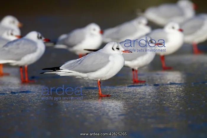 : Black Headed Gulls - in winter plumage - on ice : Black Headed Gulls - in winter plumage - on ice