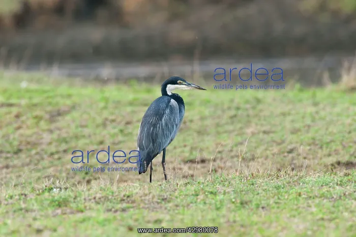 : Black-headed Heron : Black-headed Heron