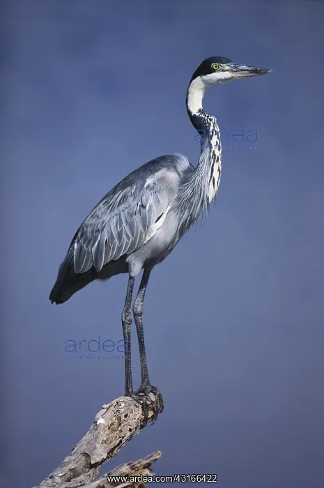 : Black-Headed Heron : Black-Headed Heron