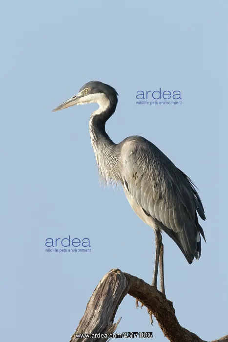: Black-headed Heron : Black-headed Heron