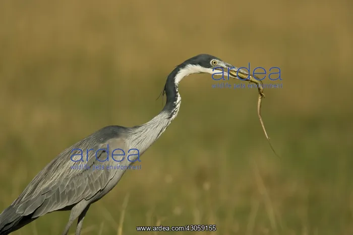 : Black Headed Heron, Ardea melanocephala : Black Headed Heron, Ardea melanocephala