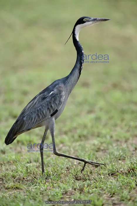 : Black-headed Heron, Ardea melanocephala : Black-headed Heron, Ardea melanocephala