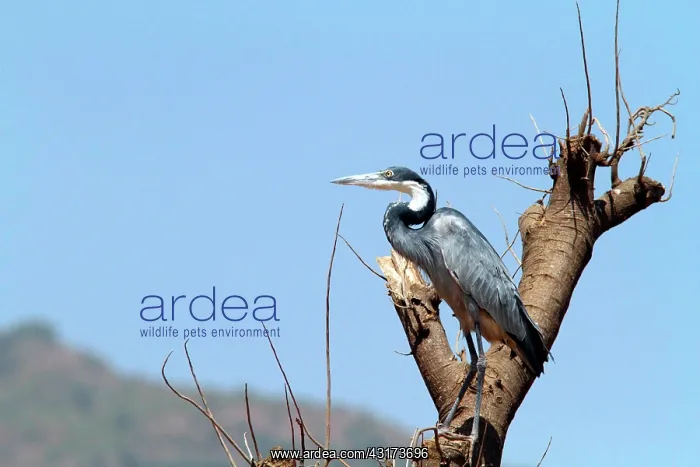 : Black-headed Heron (Ardea melanocephala) on a tree : Black-headed Heron (Ardea melanocephala) on a tree