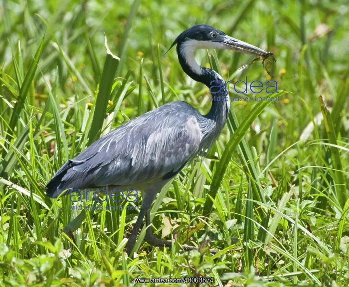 : Black-headed Heron with frog at Amboseli : Black-headed Heron with frog at Amboseli