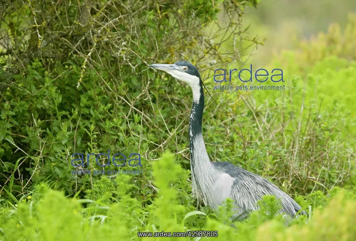 : Black-headed Heron. hunting - South Africa : Black-headed Heron. hunting - South Africa