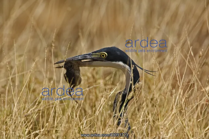 : Black-headed Heron with Prey : Black-headed Heron with Prey