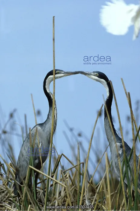 : BLACK-HEADED HERON - two, touching beaks : BLACK-HEADED HERON - two, touching beaks