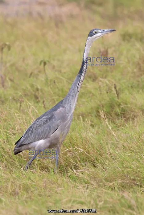 : Black-headed Heron walking in long grass Amboseli : Black-headed Heron walking in long grass Amboseli
