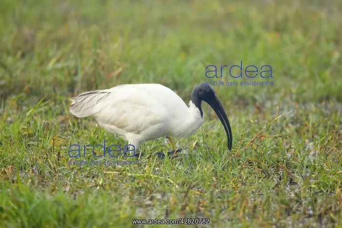 : Black-Headed Ibis : Black-Headed Ibis